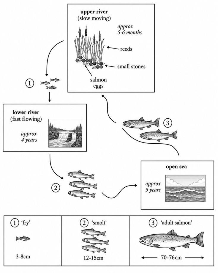 Life Cycle of the Salmon